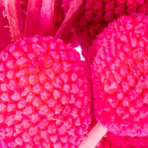 Craspedia torkad blombukett för blomsterhandel, 55 cm, 20 stycken | Floristik24.se