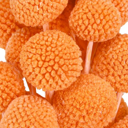 Artikel Craspedia blekta torkade blommor apelsin 50-55cm 20st