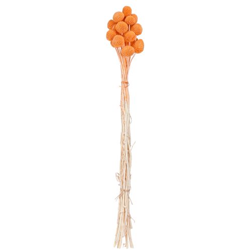 Artikel Craspedia blekta torkade blommor apelsin 50-55cm 20st