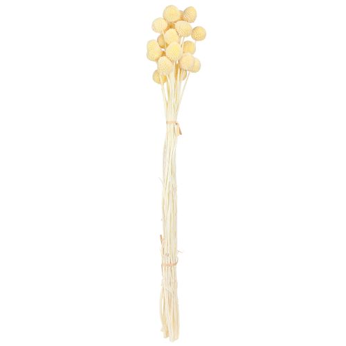Artikel Craspedia färgade trumpinnar kräm 50-55cm 20st