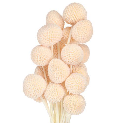 Artikel Craspedia färgade Drumsticks Peach 50-55cm 20st