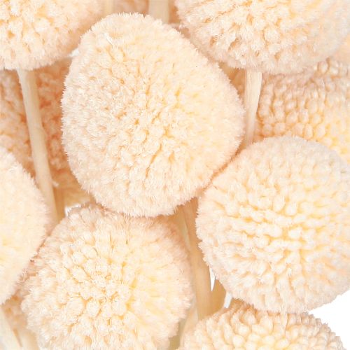 Artikel Craspedia färgade Drumsticks Peach 50-55cm 20st