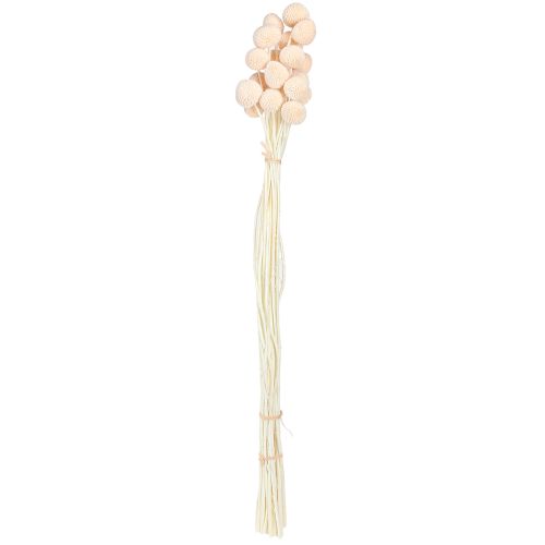 Artikel Craspedia färgade Drumsticks Peach 50-55cm 20st