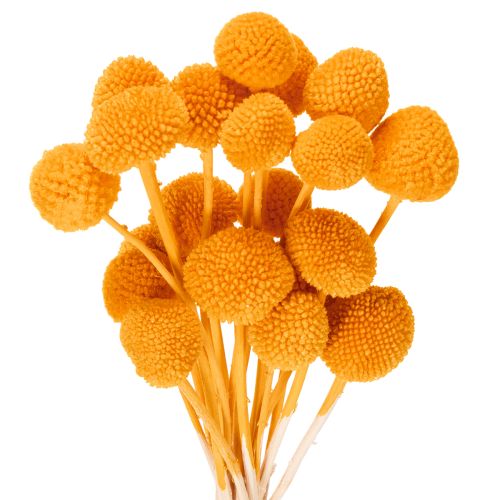 Craspedia torkad blombukett 55 cm 20 st köpa | Floristik24.se