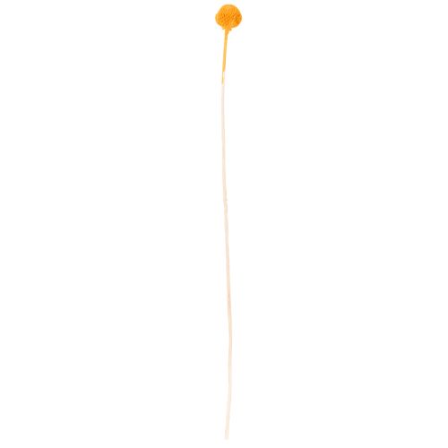Craspedia torkad blombukett 55 cm 20 st | Floristik24.se