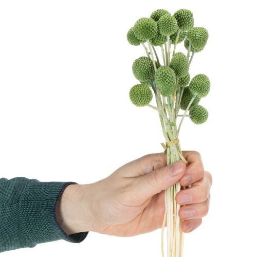 Artikel Torkade Craspedia-blombollar för snygga höstdekorationer, 55 cm, 20 stycken