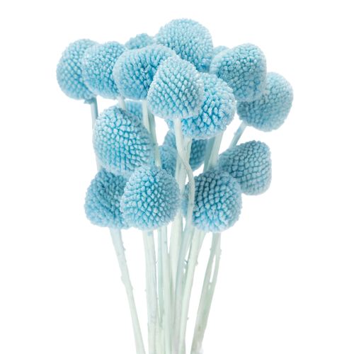 Floristik24 Craspedia torkade blomsterdekorationer för vas, minimalistisk stil, hållbar sommardekoration, 55 cm, 20 stycken