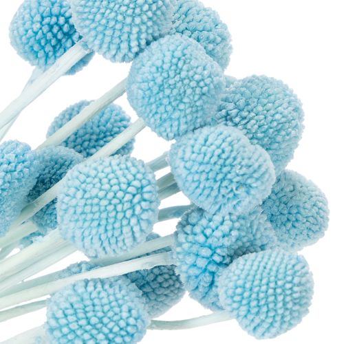 Artikel Craspedia torkade blomsterdekorationer för vas, minimalistisk stil, hållbar sommardekoration, 55 cm, 20 stycken