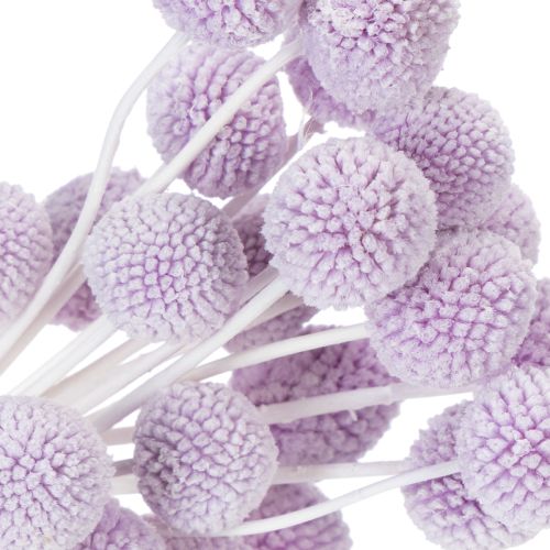 Artikel Craspedia torkade blommor för modern bordsdekoration i ditt hem, 55 cm, 20 stycken