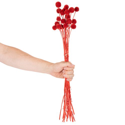 Torkade Craspedia-blommor, färgade, med långa stjälkar, 55 cm, 20 stycken | Floristik24.se