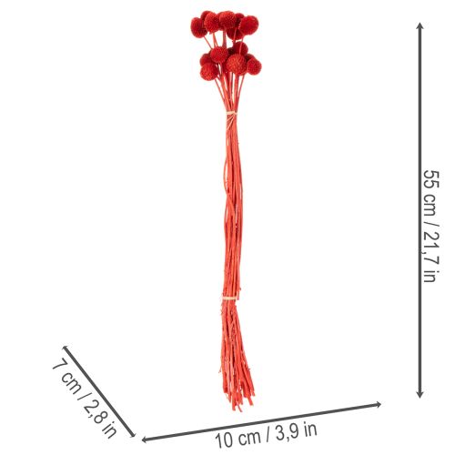 Torkade Craspedia-blommor, färgade, med långa stjälkar, 55 cm, 20 stycken | Floristik24.se