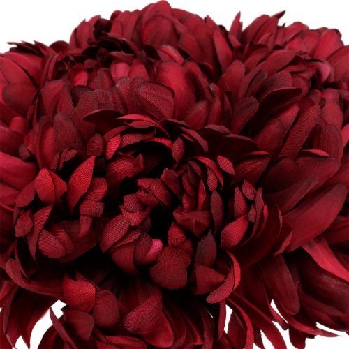 Floristik24 Krysantemumbukett Bordeaux 28cm 6st