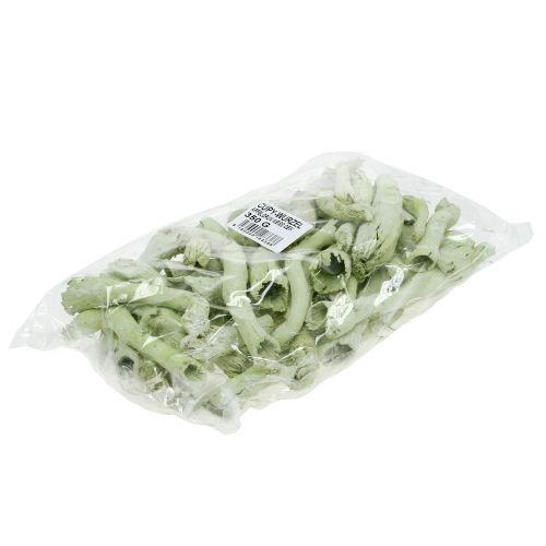 Artikel Cupy Roots, Pepe Cone Ljusgrön, Vittvättad 350g