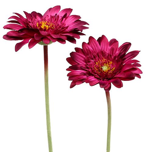 Floristik24 Dekorativ gerbera mörkrosa Ø10cm L53cm 6st