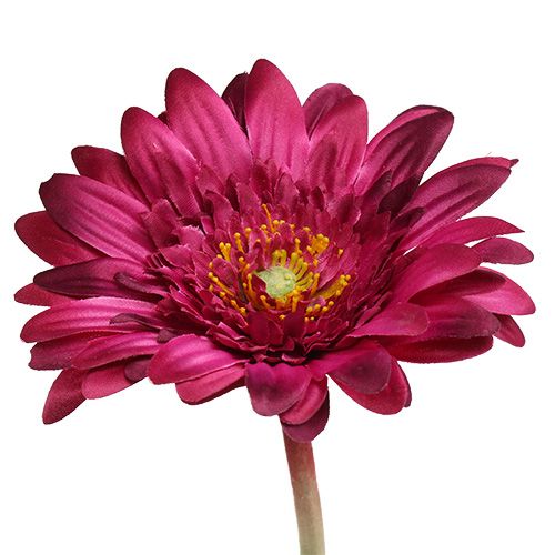 Floristik24 Dekorativ gerbera mörkrosa Ø10cm L53cm 6st