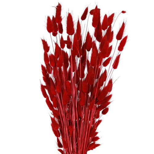 Floristik24 Dekorativt Gräs Röd Lagurus Torkade Blommor Kanin Svans Gräs 50g