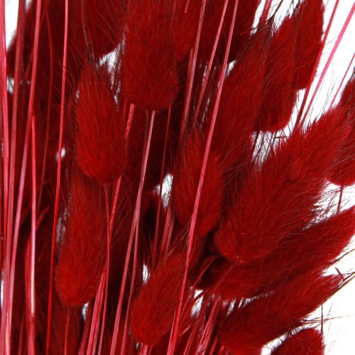 Floristik24 Dekorativt Gräs Röd Lagurus Torkade Blommor Kanin Svans Gräs 50g