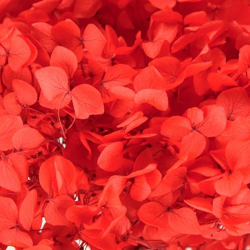 Artikel Dekorativ hortensia konserverad torkad blomma röd Ø20cm 1 st