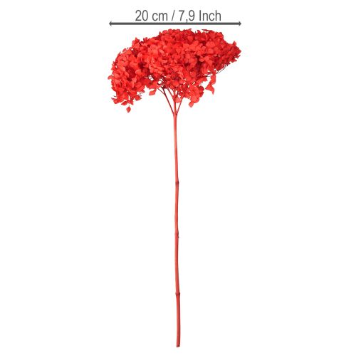 Artikel Dekorativ hortensia konserverad torkad blomma röd Ø20cm 1 st
