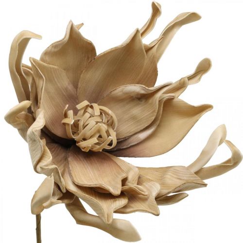 Floristik24 Deco lotusblomma konstgjord lotusblomma konstgjord blomma beige L68cm