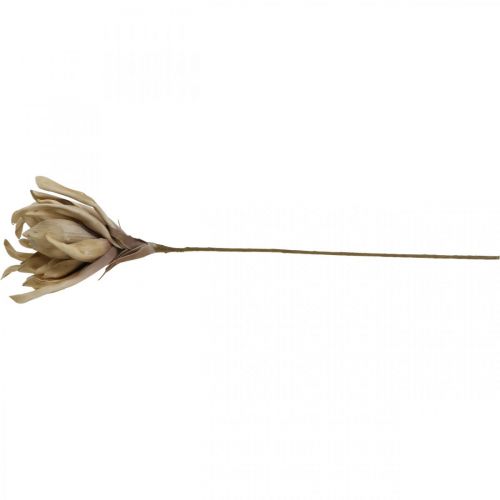 Floristik24 Deco lotusblomma konstgjord lotusblomma konstgjord blomma beige L68cm