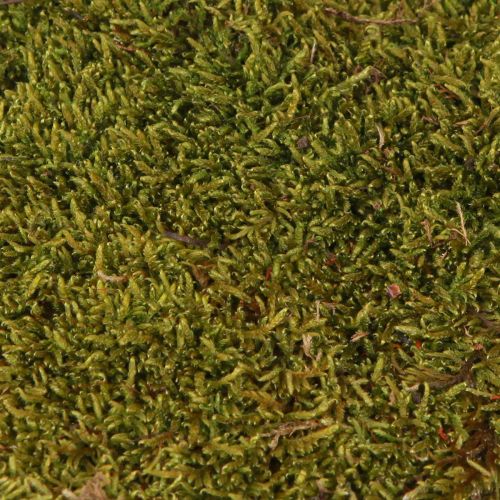 Artikel Dekorativ mossa för att tillverka ljusgrön naturlig mossa konserverad 150g