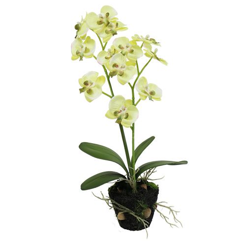 Floristik24 Mini orkidé ljusgrön med jordglob 30cm