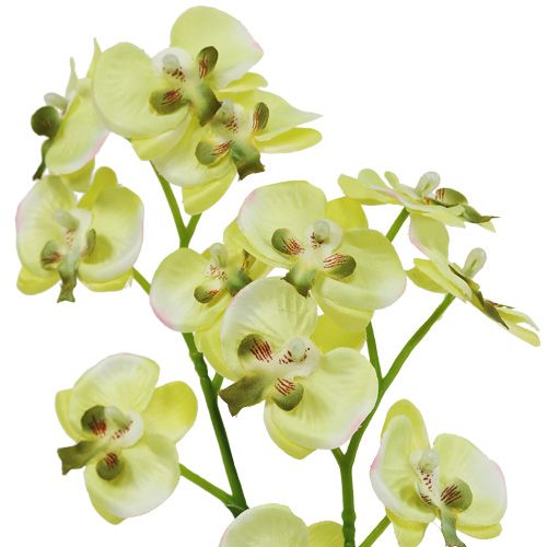 Floristik24 Mini orkidé ljusgrön med jordglob 30cm