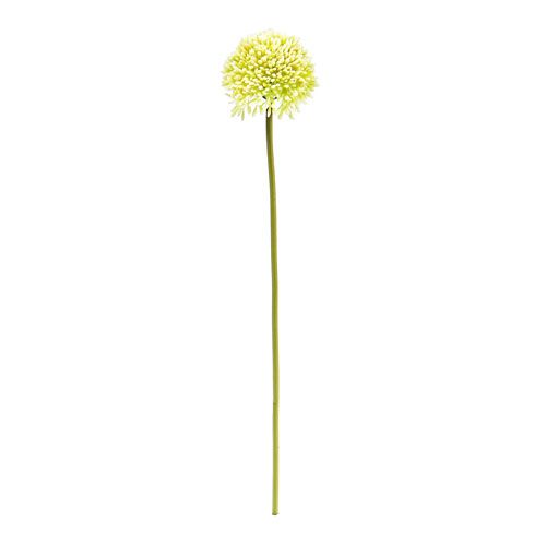 Floristik24 Deco allium kräm Ø6,5cm L39cm