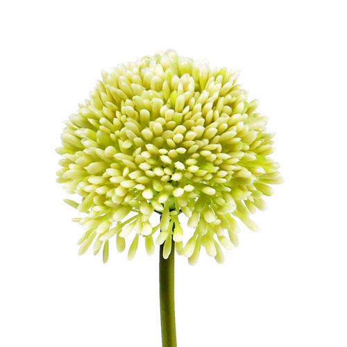 Floristik24 Deco allium kräm Ø6,5cm L39cm