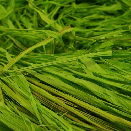 Artikel Dekorativ raffia för att tillverka naturlig raffia raffia äppelgrön 200g
