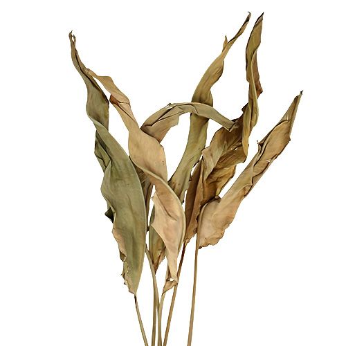 Floristik24 Dekorativa blad natur 120cm 20 st