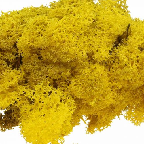 Floristik24 Deco mossgul renmossa för hantverk citrongul 500g