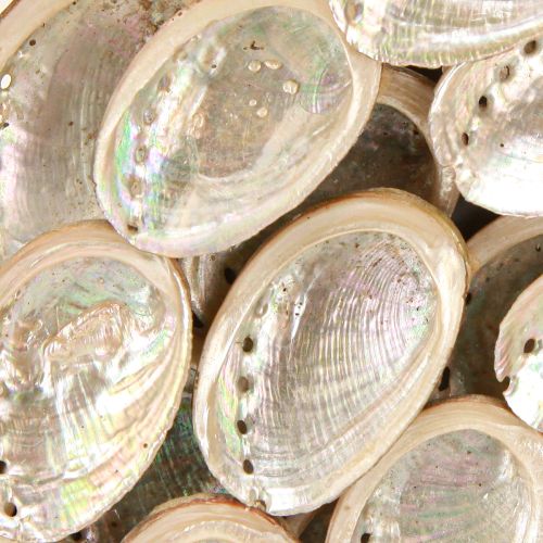 Artikel Dekorativ krans trä abalone sniglar vita naturliga H30cm