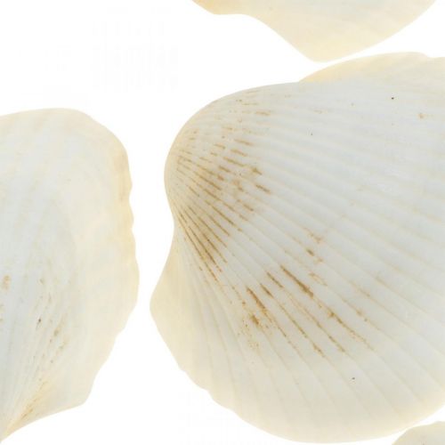Artikel Deco Skal Vit Äkta skal i raffia nät deco maritime 400g