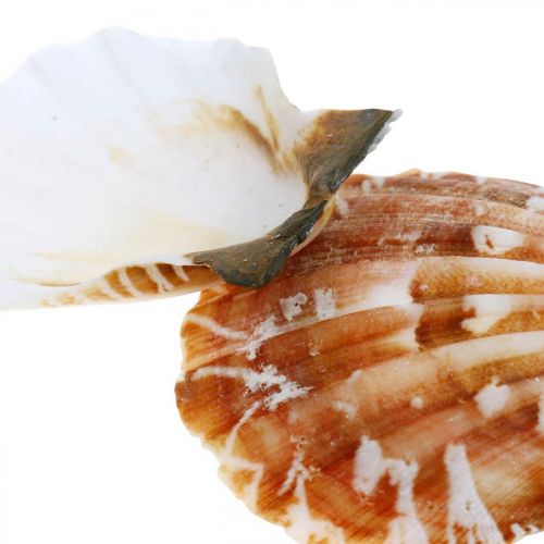 Floristik24 Deco skal vit, röd Äkta skal i raffia nät bordsdekoration 400g