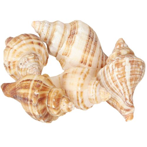 Artikel Skal Dekorativ Krämbrunrandig 3cm–8cm 300g
