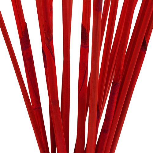 Floristik24 Dekorativa pinnar, Elephant Reed Red 20 st