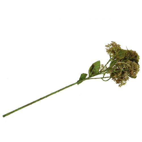 Floristik24 Dekorativ gren stonecrop grön 58cm