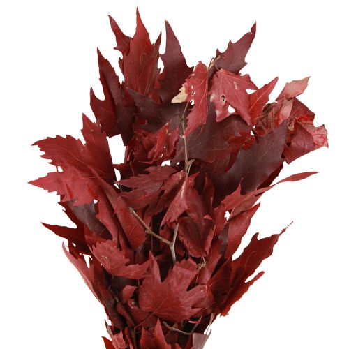 Floristik24 Dekorativa grenar lönnlöv dekorativa lönnlöv röd 50-60cm 100g