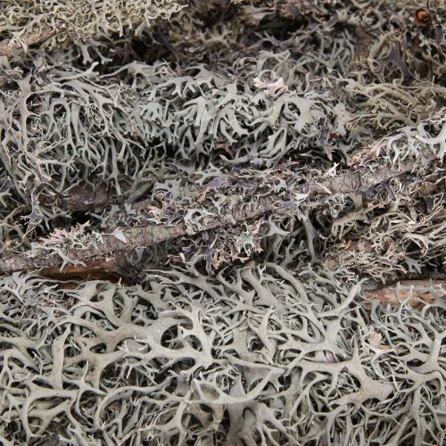 Artikel Dekorationsgrenar grå mossa dekorativa grenar lavgrenar 30-60cm 1kg