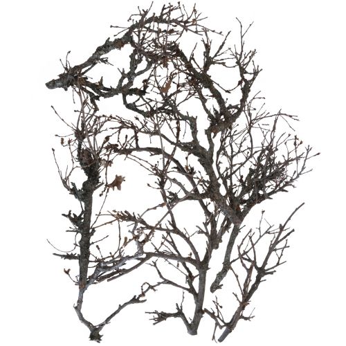 Artikel Deco grenar bonsai trä Deco grenar 15-30cm 650g