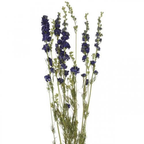 Floristik24 Torkad delphinium, torr floristry, delphinium blå L64cm 25g