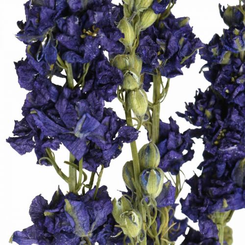 Artikel Torkad delphinium, torr floristry, delphinium blå L64cm 25g