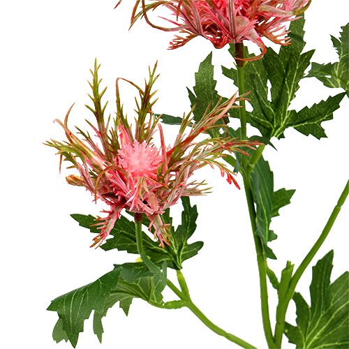 Floristik24 Tistelgren rosa, grön L67cm 4st