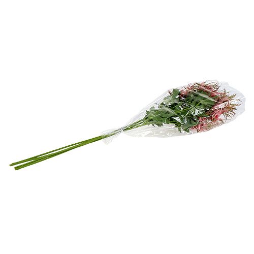 Floristik24 Tistelgren rosa, grön L67cm 4st