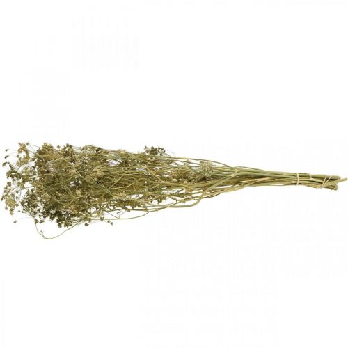 Artikel Torkade blommor dill naturlig torr blomstring 50cm 20 st