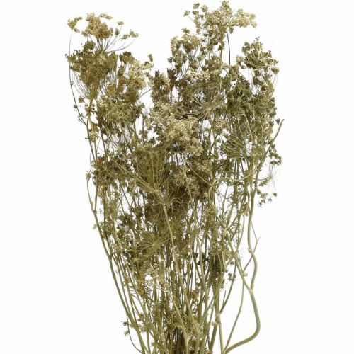 Artikel Torkade blommor dill natur torr floristik 50cm 20p