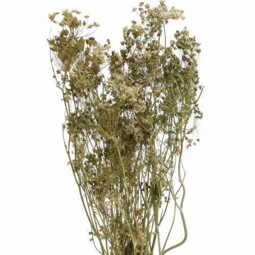 Floristik24 Torkade blommor dill natur torr floristik 50cm 20p