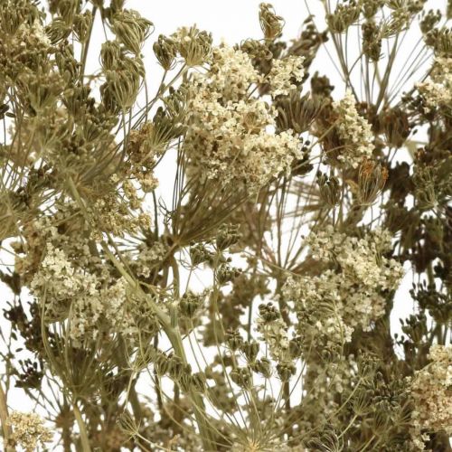 Artikel Torkade blommor dill naturlig torr blomstring 50cm 20 st